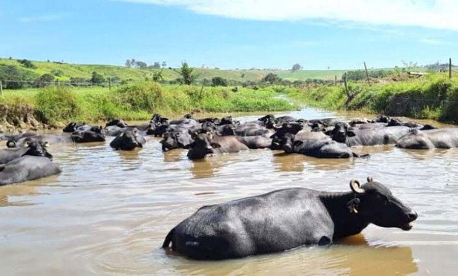 Pecuarista assina acordo com MPF e se compromete retirar búfalos do leito assoreado do rio Araguari