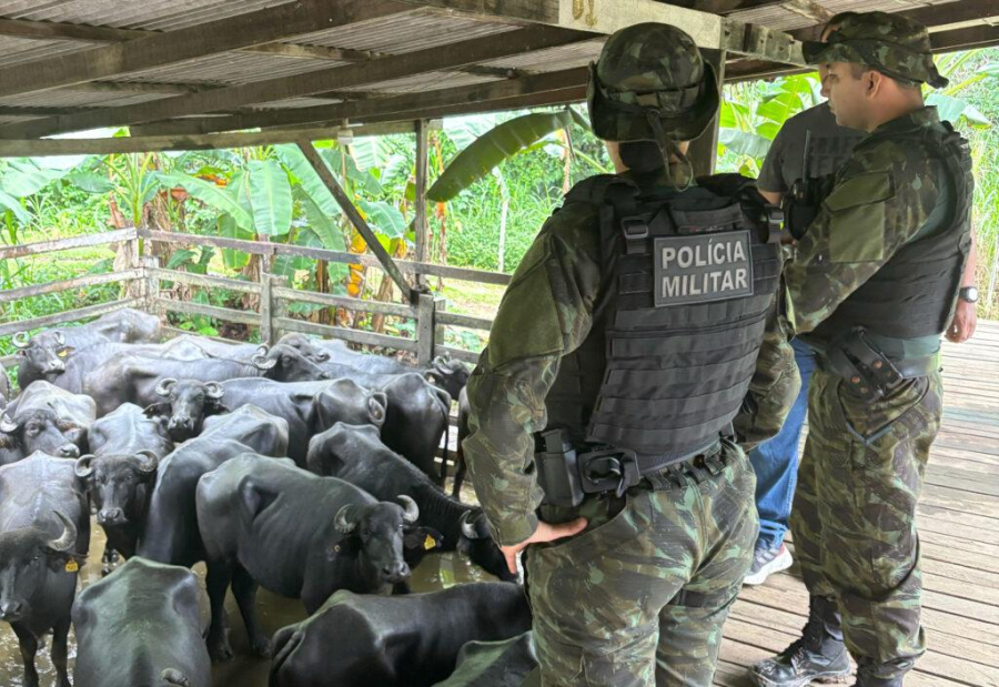 Polícia Militar apreende 25 cabeças de búfalos furtadas em fazenda no interior do Amapá